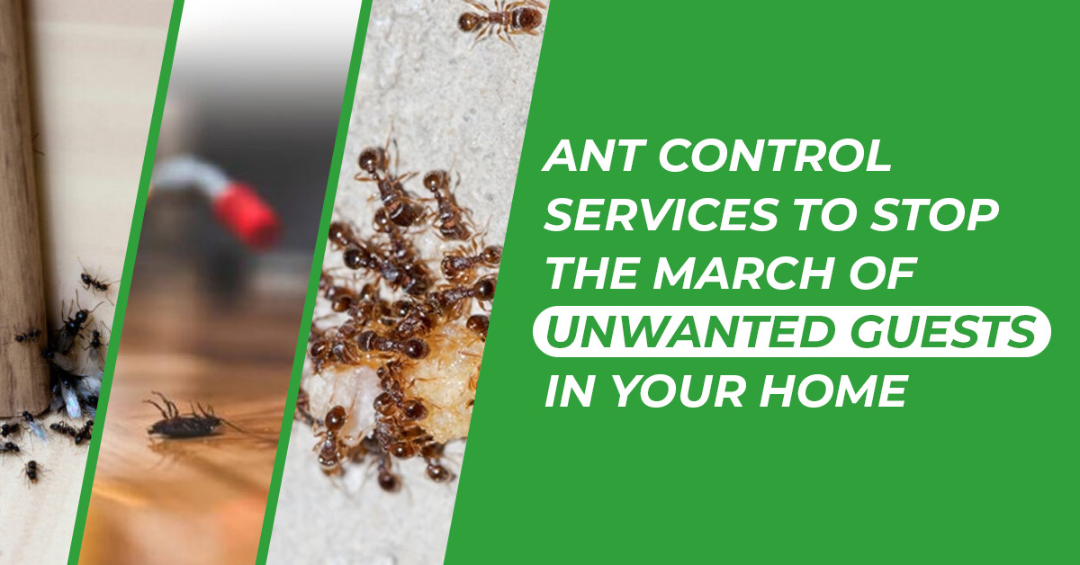 Best Ant Treatment for Your Home | Bugs A to Z