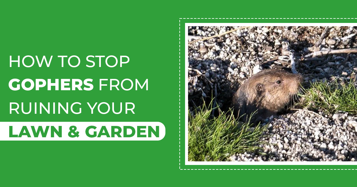 How to Prevent Lawn Gopher Damage: A Homeowner’s Guide