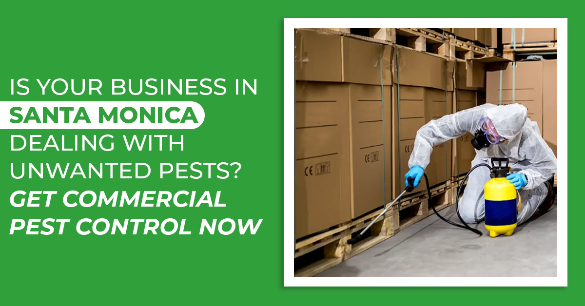 Business Pest Control in Santa Monica – Protect Your Workplace