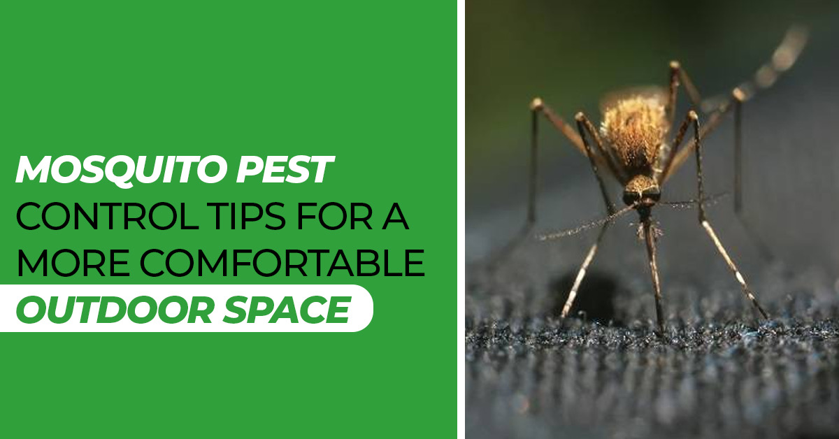Say Goodbye to Mosquitoes: The Best Mosquito Treatment for Your Yard