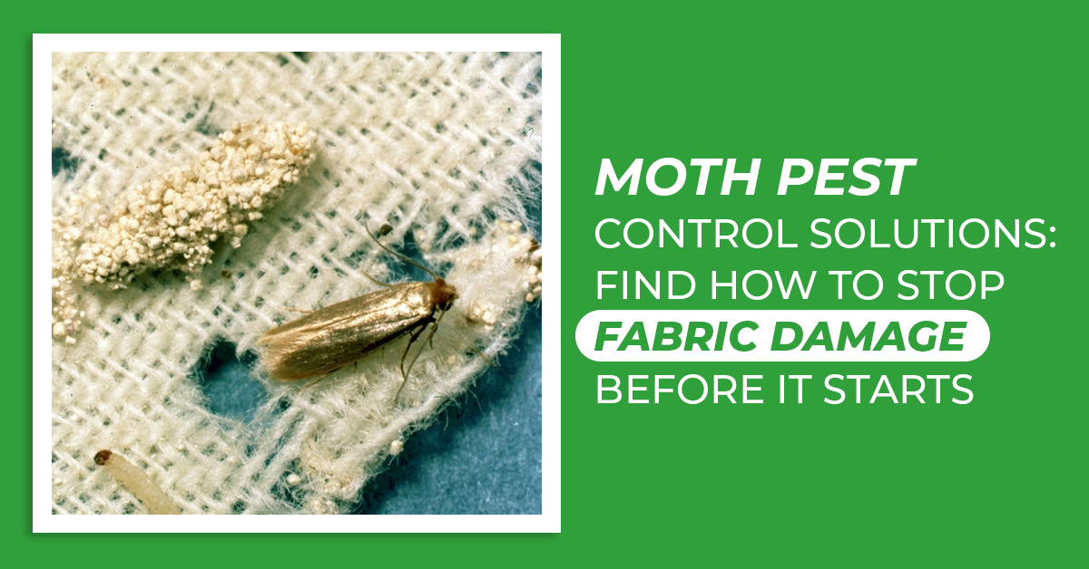 Stop Fabric Damage with Expert Moth Pest Control