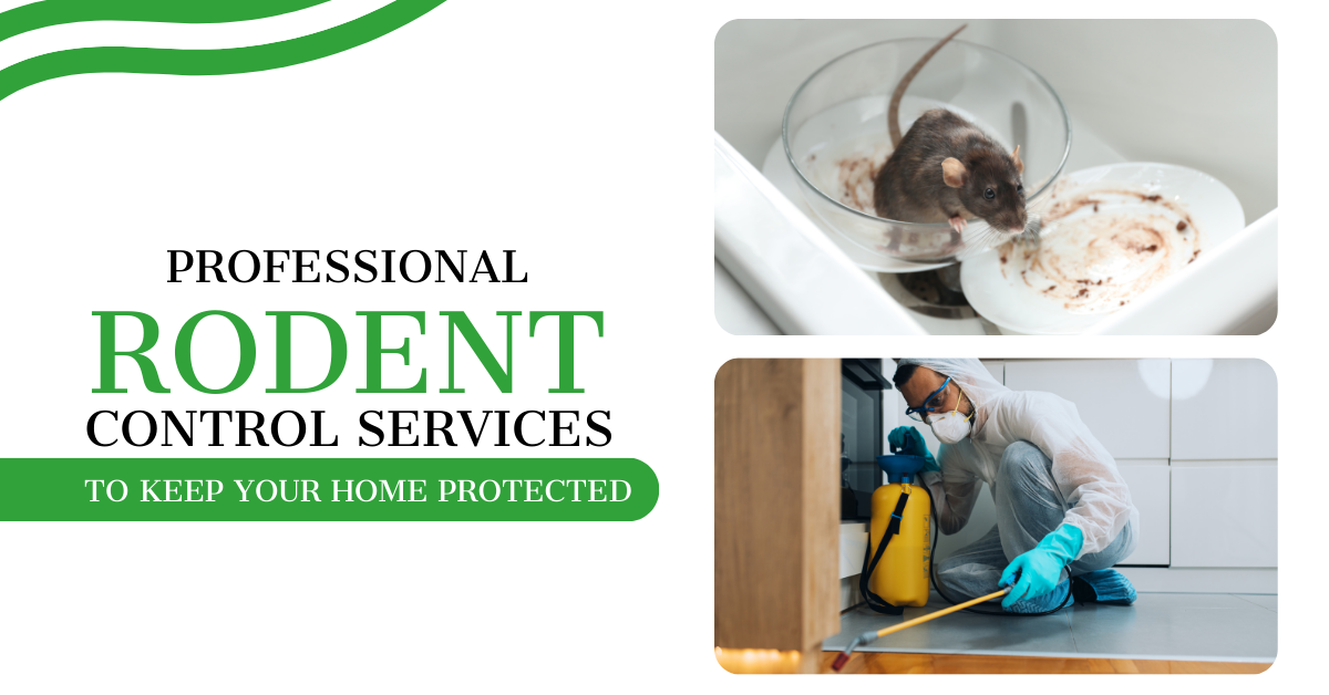 Professional Rodent Control Services for a Protected Home