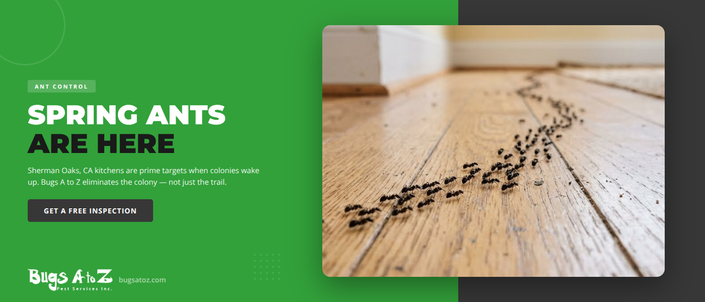 Spring Ant Control in Sherman Oaks, CA | Bugs A to Z