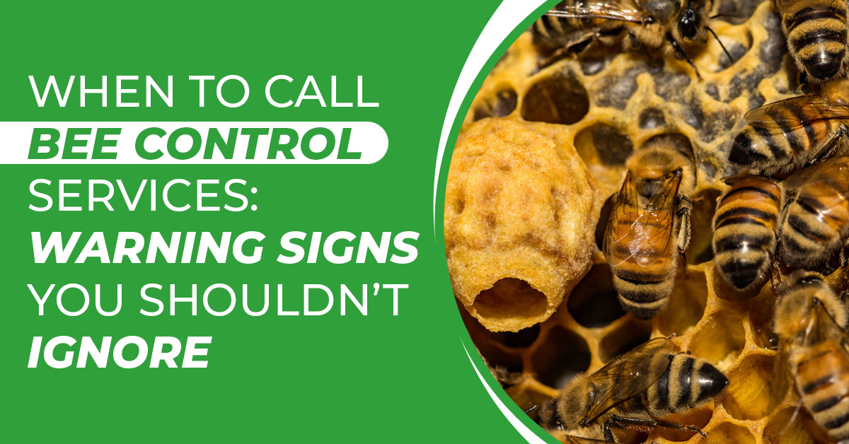 When to Call Bee Control Services: Warning Signs Not to Ignore