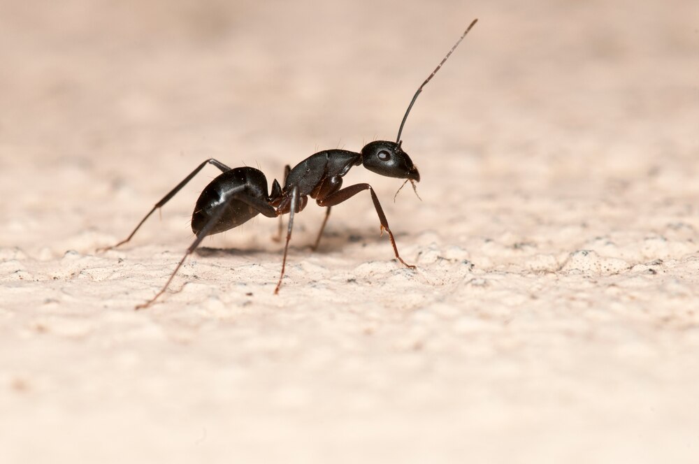 Ant exterminator at work in Pittsfield providing pest control services