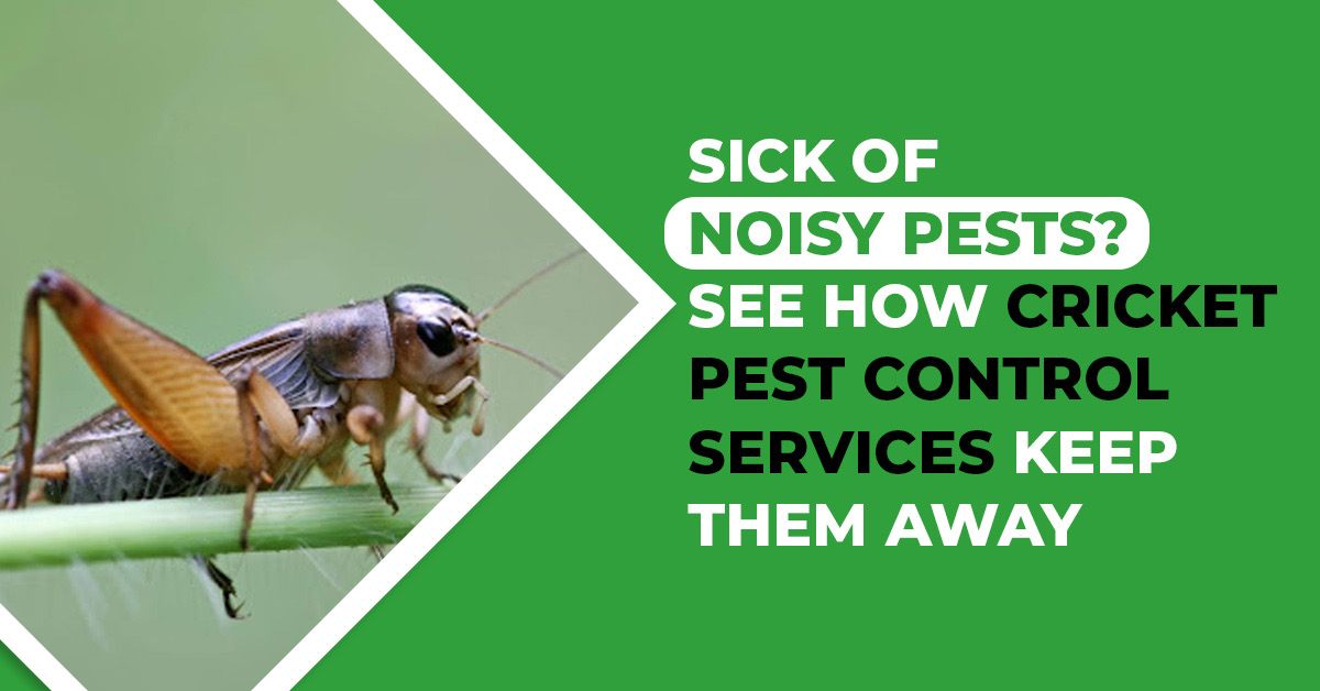 Sick of Noisy Pests? See How Cricket Pest Control Services Keep Them Away